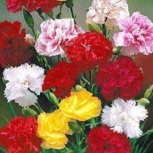 Meet your Posher, Pam